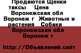 Продаются Щенки таксы  › Цена ­ 3 000 - Воронежская обл., Воронеж г. Животные и растения » Собаки   . Воронежская обл.,Воронеж г.